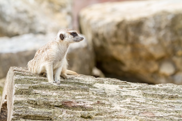 Ein schauendes Erdmännchen