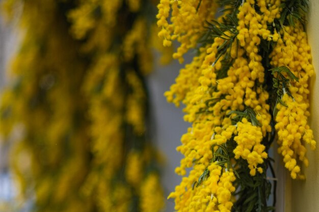 ein Schaufenster mit dekorierten Mimosen im Frühling