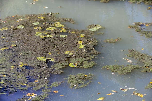 Ein schmaler Fluss, der in ein sumpfiges Gebiet übergeht