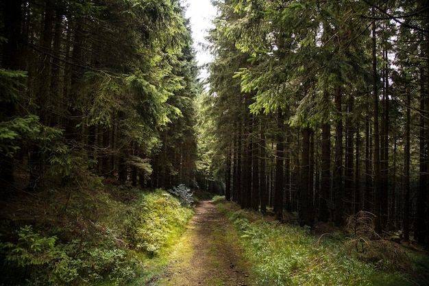 Ein schmaler Pfad entlang der Bäume im Wald