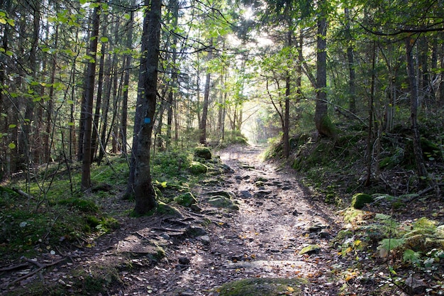 Ein schmaler Pfad entlang der Bäume im Wald