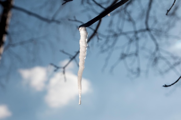 Ein schmelzender Eiszapfen an einem Baum Sonniger Frühlingstag und blauer Himmel