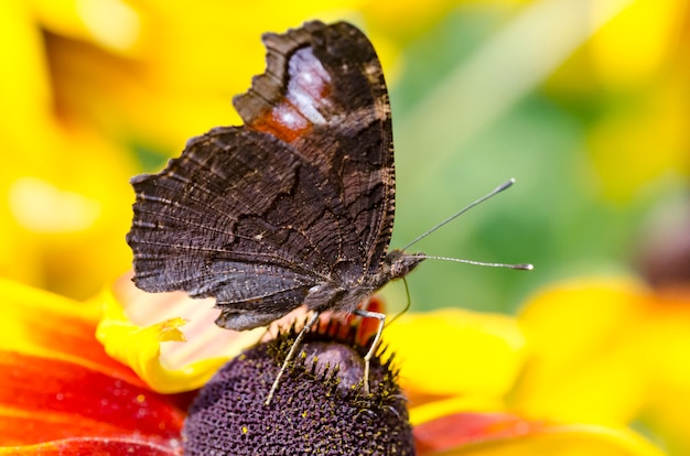 Ein Schmetterling auf einem Black-eyed Susan