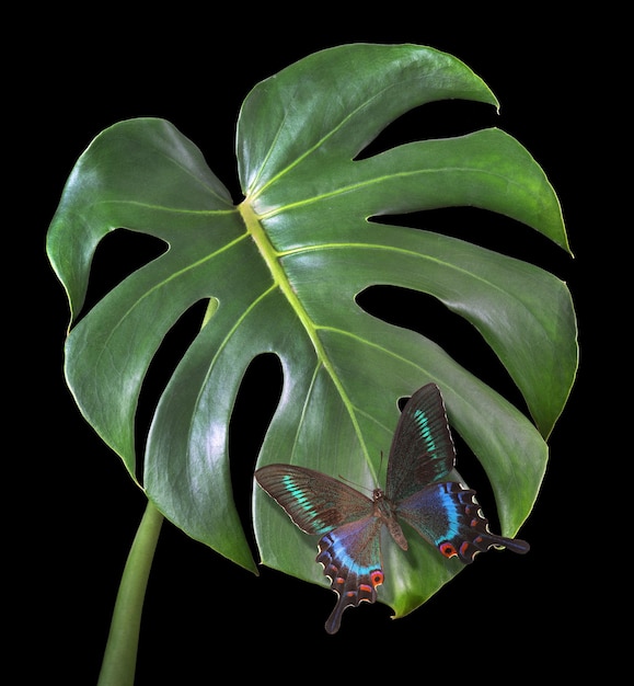 ein Schmetterling auf einem Blatt mit schwarzem Hintergrund