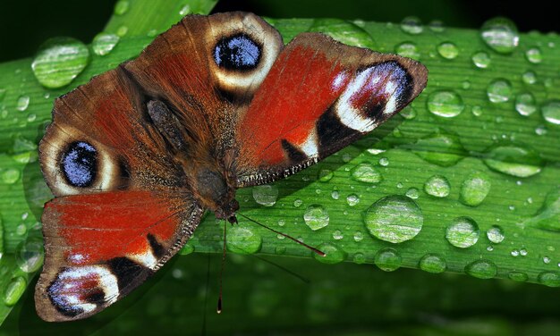 ein Schmetterling auf einem Blatt mit Wassertropfen