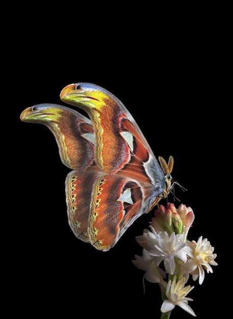 Ein Schmetterling auf einer Blume mit dem Wort „Motte“ darauf.