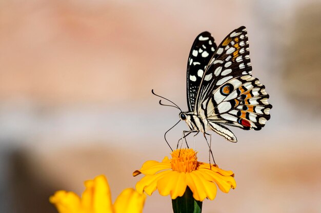 Ein Schmetterling auf einer Blume mit verschwommenem Hintergrund