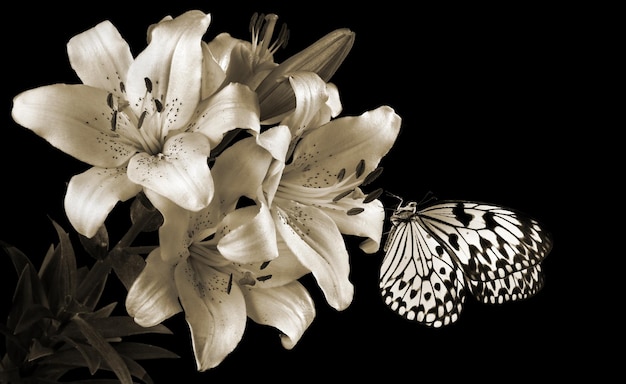 ein Schmetterling auf einer Blume vor schwarzem Hintergrund