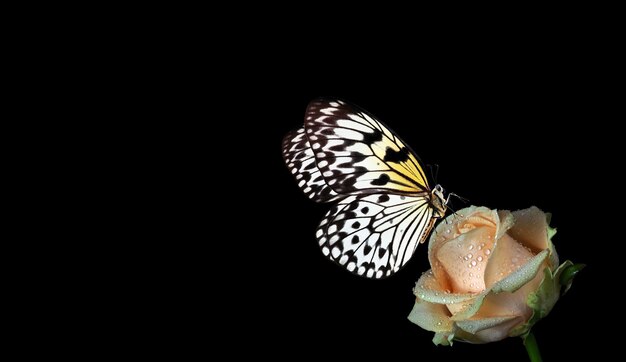 Foto ein schmetterling auf einer blume