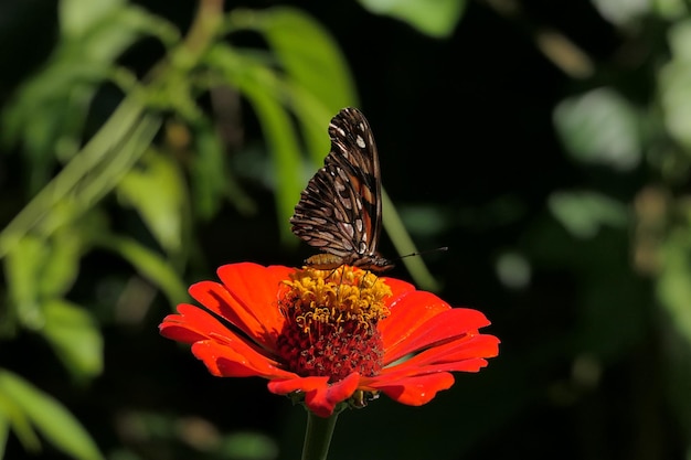 Foto ein schmetterling auf einer blume