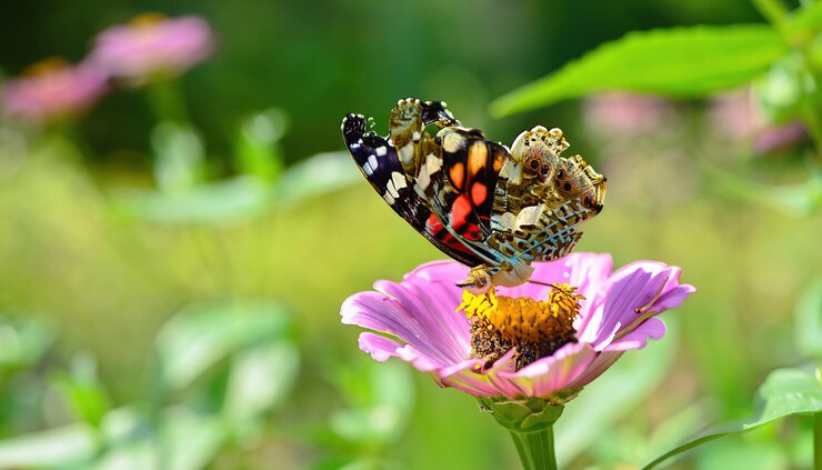 Foto ein schmetterling auf einer lila blume