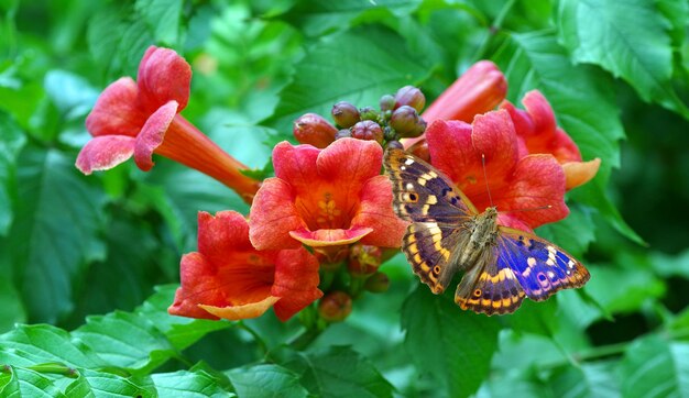 Ein Schmetterling auf einer roten Blume im Garten.