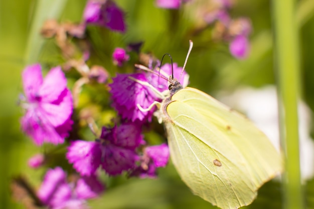 Ein Schmetterling aus dem Zitronengras sitzt auf einer Blume. Nektar sammeln