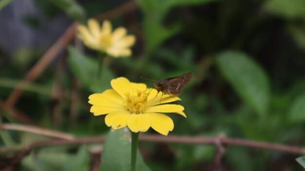 ein Schmetterling, der den Nektar einer Zinnie saugt