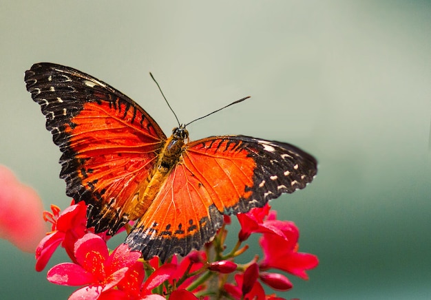 ein Schmetterling, der draußen mit roten Blumen ist