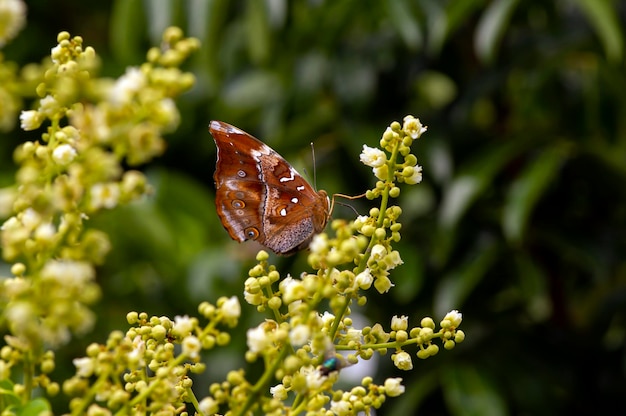 Ein Schmetterling, der Nektar von Longanblüten isst, Dimocarpus longan, und hilft bei der Bestäubung