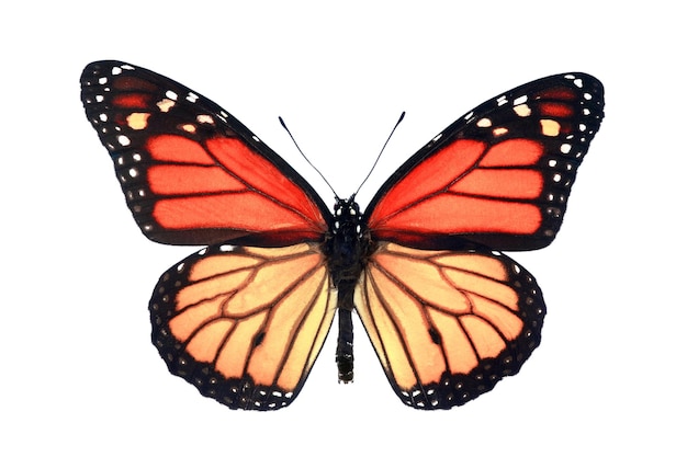 Ein Schmetterling, der orange und gelb ist