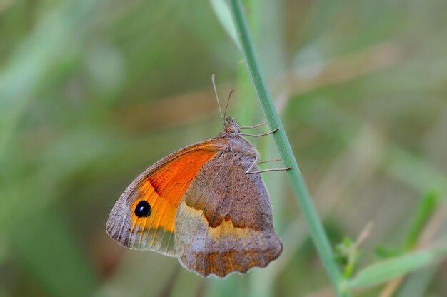 ein Schmetterling ist auf einem Grasblatt und ist im Gras