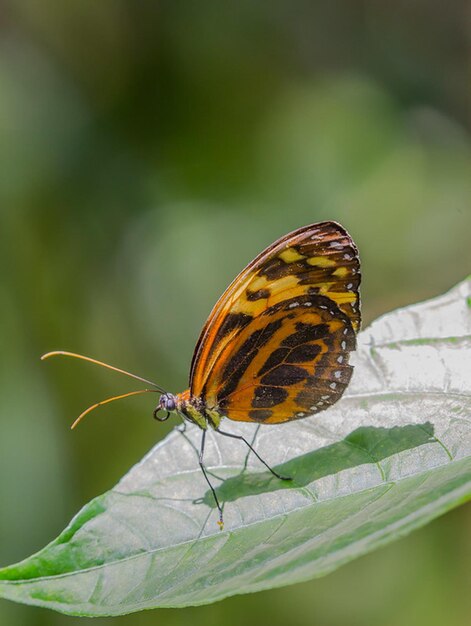 ein Schmetterling mit gelben und schwarzen Markierungen an den Flügeln