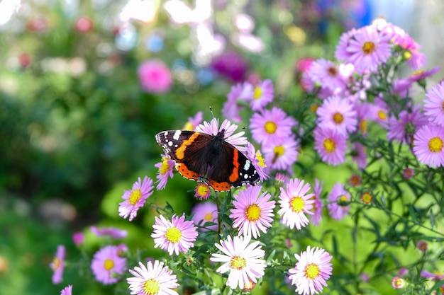 Ein Schmetterling Red Admiral sitzt auf einem Blumenstrauß in einem Garten