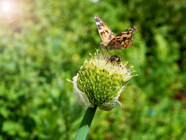 Ein Schmetterling sammelt Nektar von einer Zwiebelblume