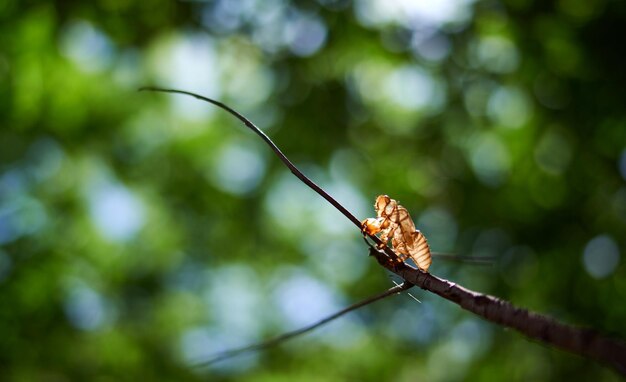 Ein Schmetterling sitzt auf einem Ast im Wald.