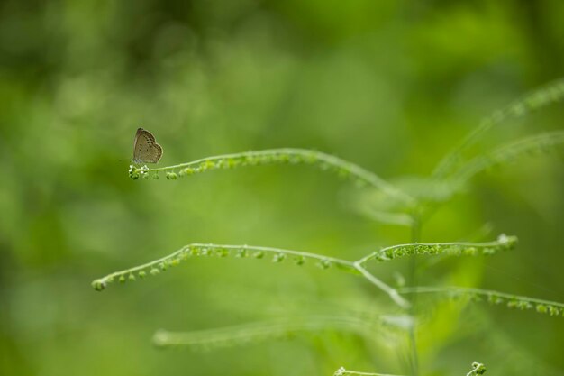 Ein Schmetterling sitzt auf einem Grashalm.