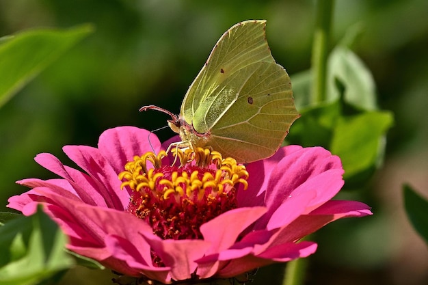Ein Schmetterling sitzt auf einer Blume im Garten.
