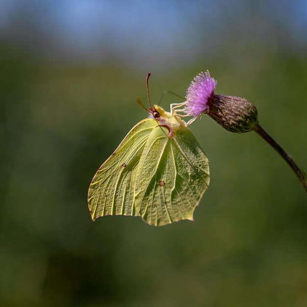 ein Schmetterling sitzt auf einer Blume mit dem Himmel im Hintergrund