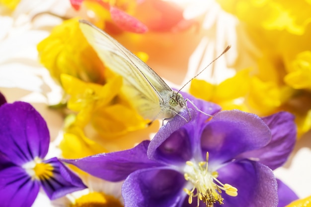 Ein Schmetterling sitzt auf einer lila Blume andere Blumen eines Blumenstraußes. Festliches niedliches Makro helles Foto.