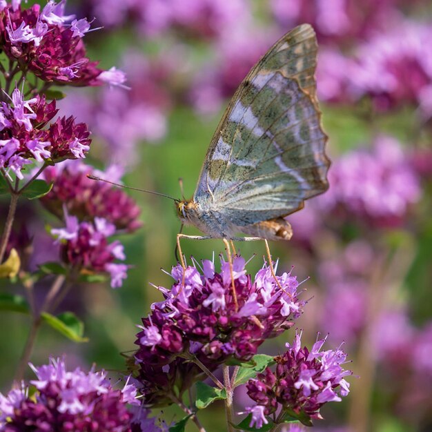 ein Schmetterling sitzt auf einer lila Blume mit der Nummer 3 darauf