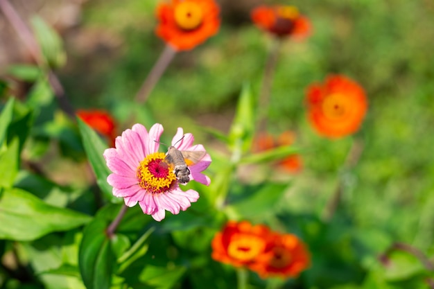 Ein Schmetterlingsspinner bestäubt im Sommer eine Zinnie im Garten