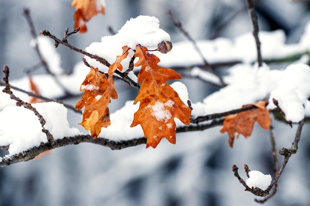 Ein schneebedeckter Eichenzweig mit trockenen Blättern einen schönen Winter im Wald