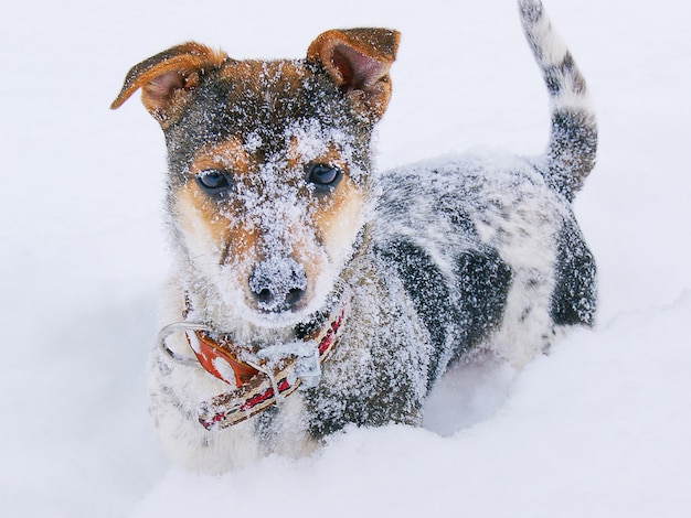 Ein schneebedeckter Welpe mit Halsband schaut nach vorne, ein Wintertag