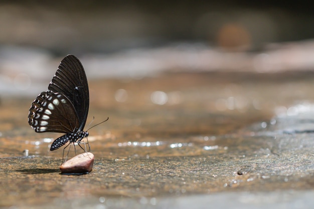 Ein schöner birmanischer Rabenschmetterling mit bokeh in der Natur