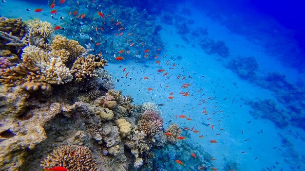 Ein schöner Blick auf die Korallen des roten Unterwassermeeres, in dessen Nähe viele tropische rote Fische schwimmen