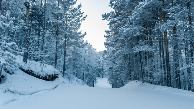 Ein schöner Blick auf die Skipiste, umgeben von einem verschneiten Kiefernwald. Winter Wunderland.