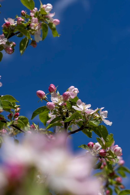 Ein schöner blühender Apfelbaum in einem Frühlingsobstgarten