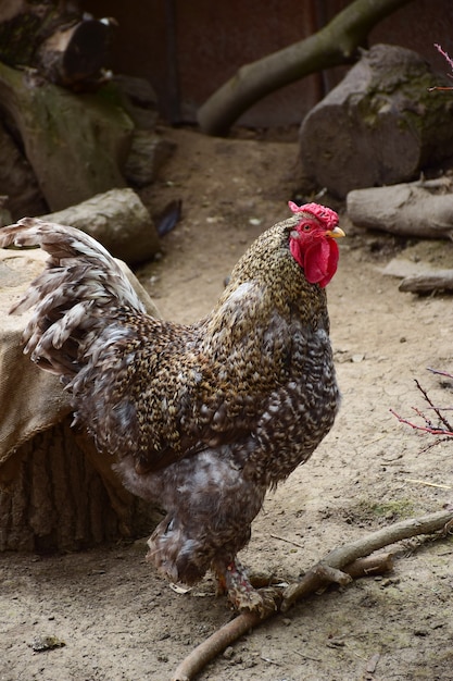 Ein schöner bunter grauer Hahn läuft auf dem Boden in einer Voliere für Geflügel