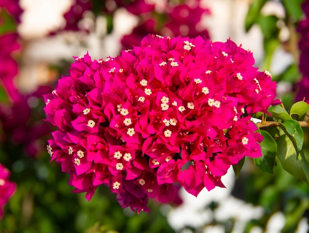 Ein schöner Busch und Blumen Bougainvillea in Griechenland an einem sonnigen Tag