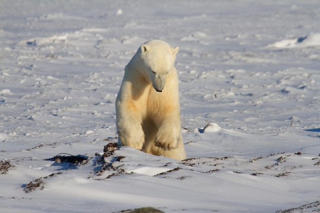 Ein schöner Eisbär, der an einem sonnigen Tag in der Nähe von Churchill, Manitoba, Kanada, auf Schnee springt