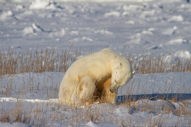 Ein schöner Eisbär, der an einem sonnigen Tag in der Nähe von Churchill, Manitoba, Kanada, durch Schnee gräbt