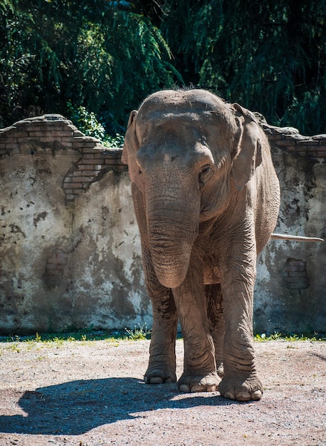 Foto ein schöner elefant in einem zoo