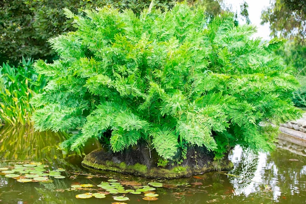 Ein schöner Farn, der von Teichwasser in einem botanischen Garten umgeben ist