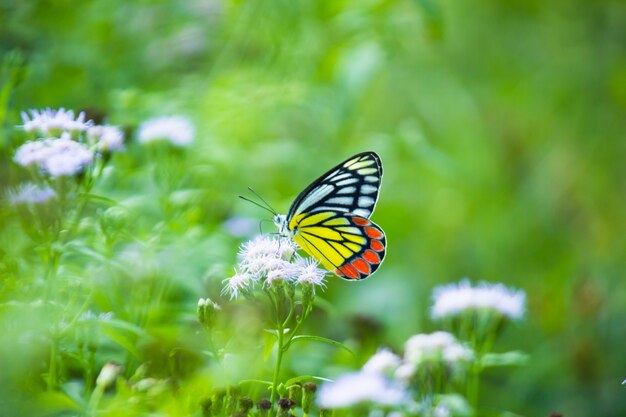 Ein schöner gemeinsamer isebel-schmetterling delias eucharis ruht auf blumenpflanzen im öffentlichen park