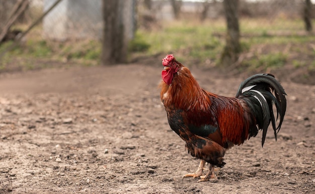 Ein schöner Hahn steht auf dem Boden in einer Hecke Konzept Lebensmittel Geflügelfleisch Landwirtschaftsmarkt gesunde Ernährung