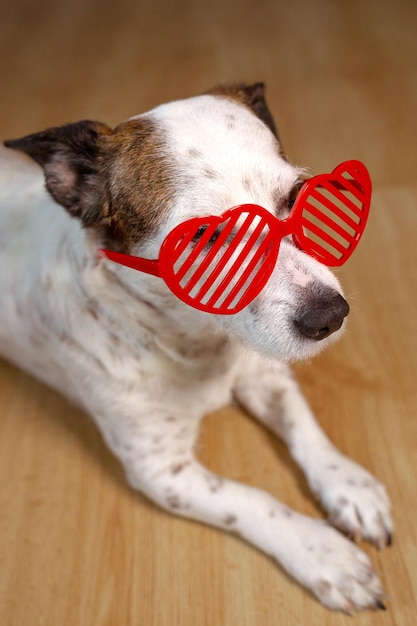 Ein schöner Hund in herzförmiger Brille liegt auf dem Bett und ist ein trauriges Valentinstagskonzept