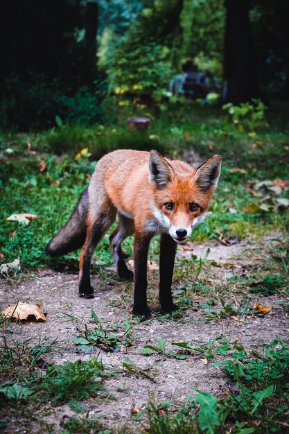 Ein schöner junger Fuchs geht im Garten eines Privathauses spazieren