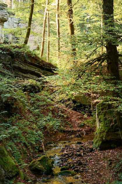 Ein schöner kleiner Fluss im Wald in Luxemburg