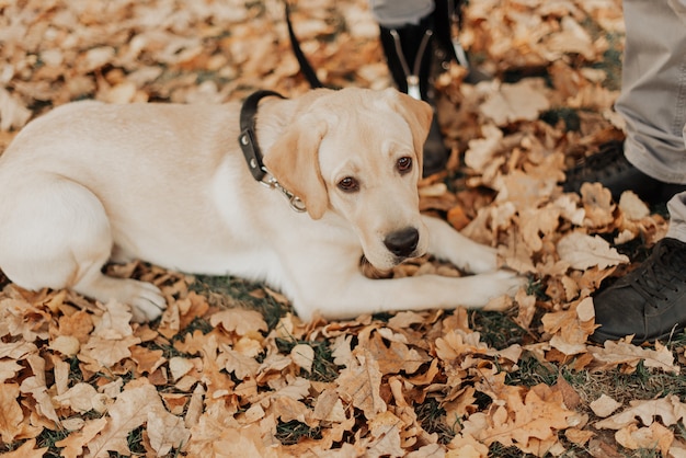 Ein schöner kleiner Welpe liegt zwischen den Herbstblättern im Park